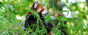 Preview wallpaper red panda, paw, tree, leaves, animal