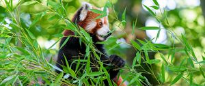 Preview wallpaper red panda, paw, tree, leaves, animal