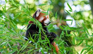 Preview wallpaper red panda, paw, tree, leaves, animal