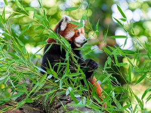 Preview wallpaper red panda, paw, tree, leaves, animal