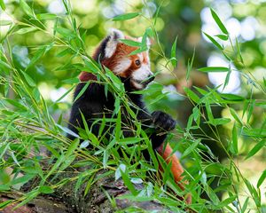 Preview wallpaper red panda, paw, tree, leaves, animal