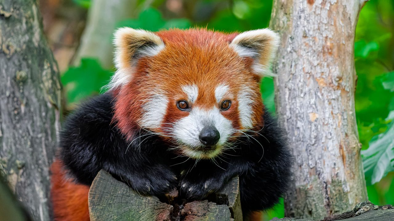 Wallpaper red panda, paws, logs, animal