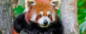 Preview wallpaper red panda, paws, logs, animal