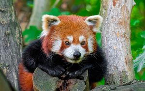 Preview wallpaper red panda, paws, logs, animal