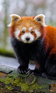 Preview wallpaper red panda, paws, tree, bark, animal