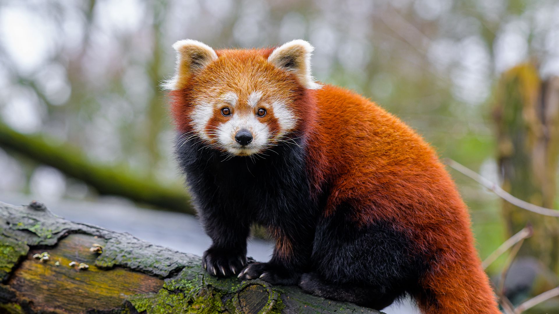 Download wallpaper 1920x1080 red panda, paws, tree, bark, animal full ...