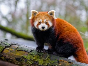Preview wallpaper red panda, paws, tree, bark, animal