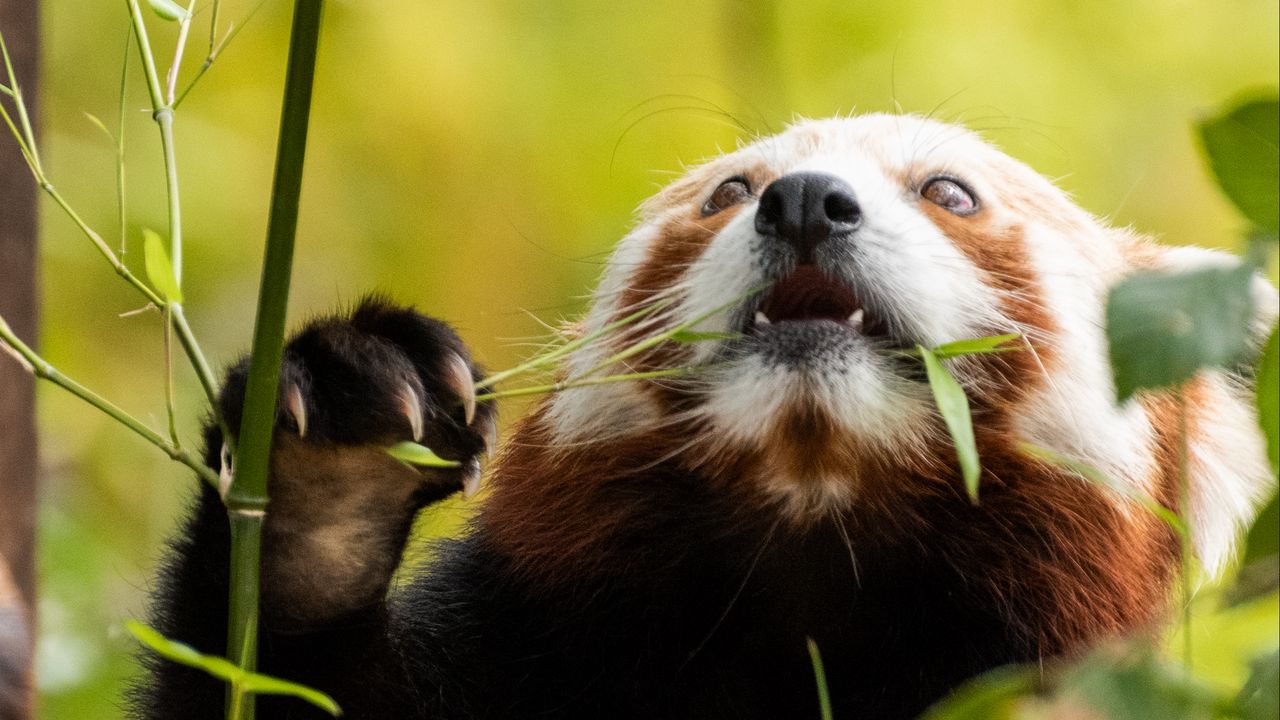 Wallpaper red panda, pose, leaves, wildlife