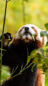 Preview wallpaper red panda, pose, leaves, wildlife