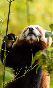 Preview wallpaper red panda, pose, leaves, wildlife