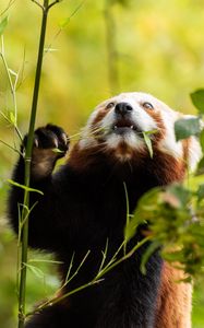 Preview wallpaper red panda, pose, leaves, wildlife