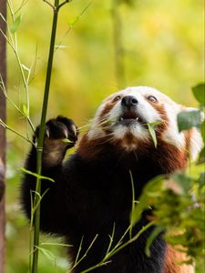Preview wallpaper red panda, pose, leaves, wildlife