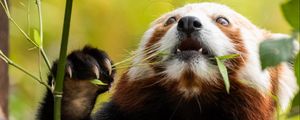 Preview wallpaper red panda, pose, leaves, wildlife