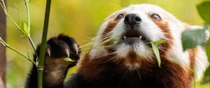 Preview wallpaper red panda, pose, leaves, wildlife