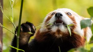 Preview wallpaper red panda, pose, leaves, wildlife