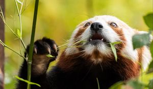 Preview wallpaper red panda, pose, leaves, wildlife