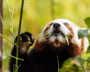 Preview wallpaper red panda, pose, leaves, wildlife