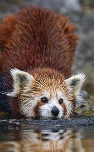 Preview wallpaper red panda, pose, wildlife, animal, water