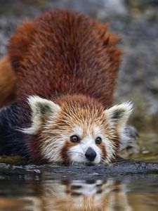 Preview wallpaper red panda, pose, wildlife, animal, water