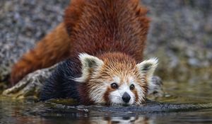 Preview wallpaper red panda, pose, wildlife, animal, water