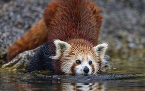 Preview wallpaper red panda, pose, wildlife, animal, water