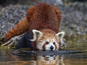 Preview wallpaper red panda, pose, wildlife, animal, water