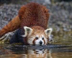 Preview wallpaper red panda, pose, wildlife, animal, water