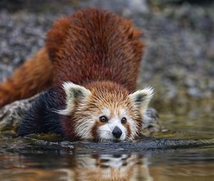 Preview wallpaper red panda, pose, wildlife, animal, water