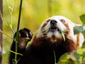 Preview wallpaper red panda, pose, leaves, wildlife