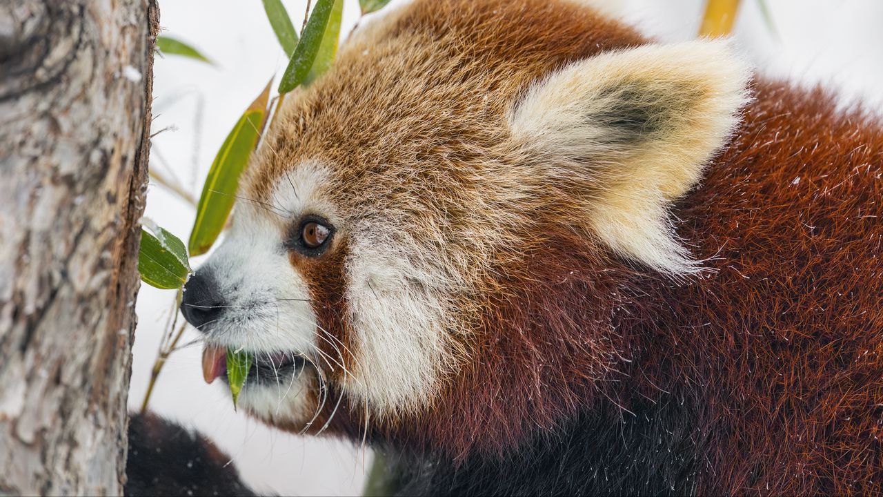 Wallpaper red panda, profile, wildlife, leaves