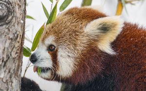 Preview wallpaper red panda, profile, wildlife, leaves