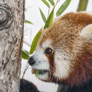 Preview wallpaper red panda, profile, wildlife, leaves