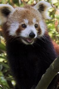 Preview wallpaper red panda, protruding tongue, animal, branches, glance