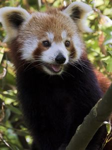 Preview wallpaper red panda, protruding tongue, animal, branches, glance