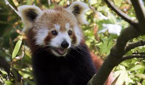 Preview wallpaper red panda, protruding tongue, animal, branches, glance