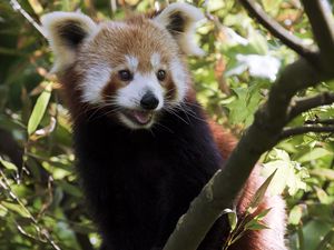 Preview wallpaper red panda, protruding tongue, animal, branches, glance