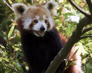 Preview wallpaper red panda, protruding tongue, animal, branches, glance