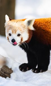 Preview wallpaper red panda, protruding tongue, animal, snow, wildlife