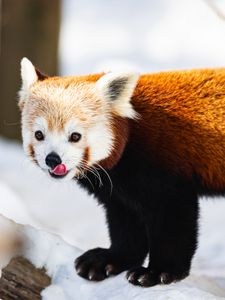 Preview wallpaper red panda, protruding tongue, animal, snow, wildlife