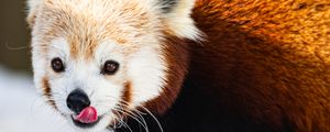 Preview wallpaper red panda, protruding tongue, animal, snow, wildlife