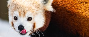 Preview wallpaper red panda, protruding tongue, animal, snow, wildlife