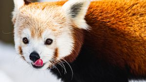 Preview wallpaper red panda, protruding tongue, animal, snow, wildlife