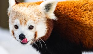 Preview wallpaper red panda, protruding tongue, animal, snow, wildlife