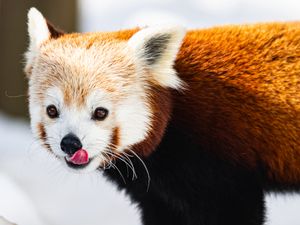 Preview wallpaper red panda, protruding tongue, animal, snow, wildlife