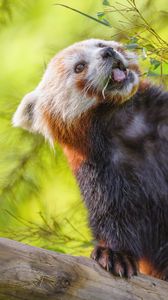 Preview wallpaper red panda, protruding tongue, animal, leaves, wildlife