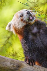 Preview wallpaper red panda, protruding tongue, animal, leaves, wildlife