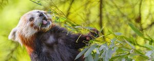 Preview wallpaper red panda, protruding tongue, animal, leaves, wildlife