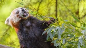 Preview wallpaper red panda, protruding tongue, animal, leaves, wildlife