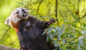 Preview wallpaper red panda, protruding tongue, animal, leaves, wildlife