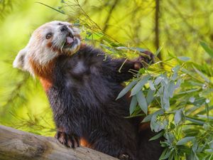 Preview wallpaper red panda, protruding tongue, animal, leaves, wildlife